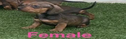 Dachshund dogs for sale: 6 beautiful dachshund puppies for sale !!😍 - Advert 6