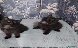 Ragdoll cats for sale: Ragdoll X Maine Coon  - Image 4