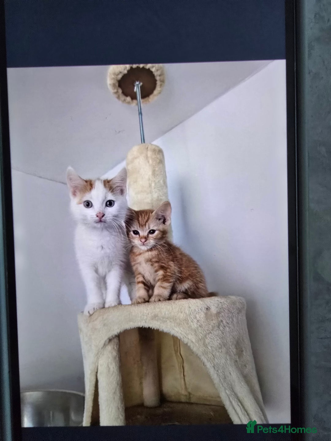 Mixed Breed cats for sale: Ginger kittens - Advert 4