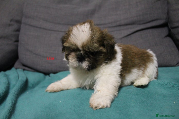 Shih Tzu dogs - Advert 1