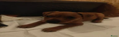 Staffordshire Bull Terrier 1
