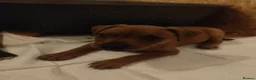 Staffordshire Bull Terrier dogs for sale:  original Staffordshire puppies ready to go in Blackburn - Advert 10