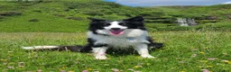 Border Collie dogs for sale: Beautiful 3 year old female border collie in Cambridge - Advert 5