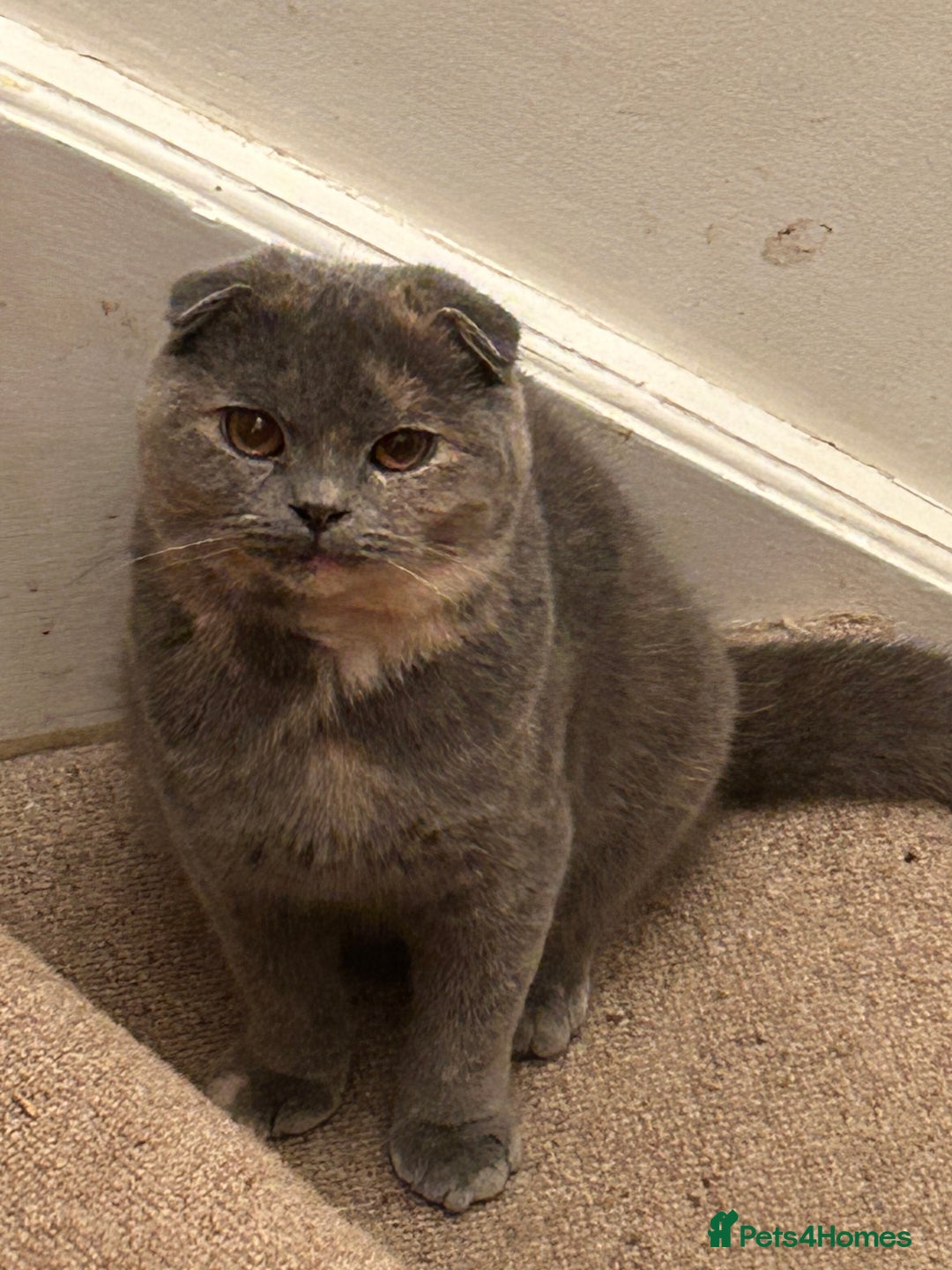 Scottish Fold cats for sale: 🌸🌸 Scottish Fold 7months Female 🌸🌸 - Advert 4