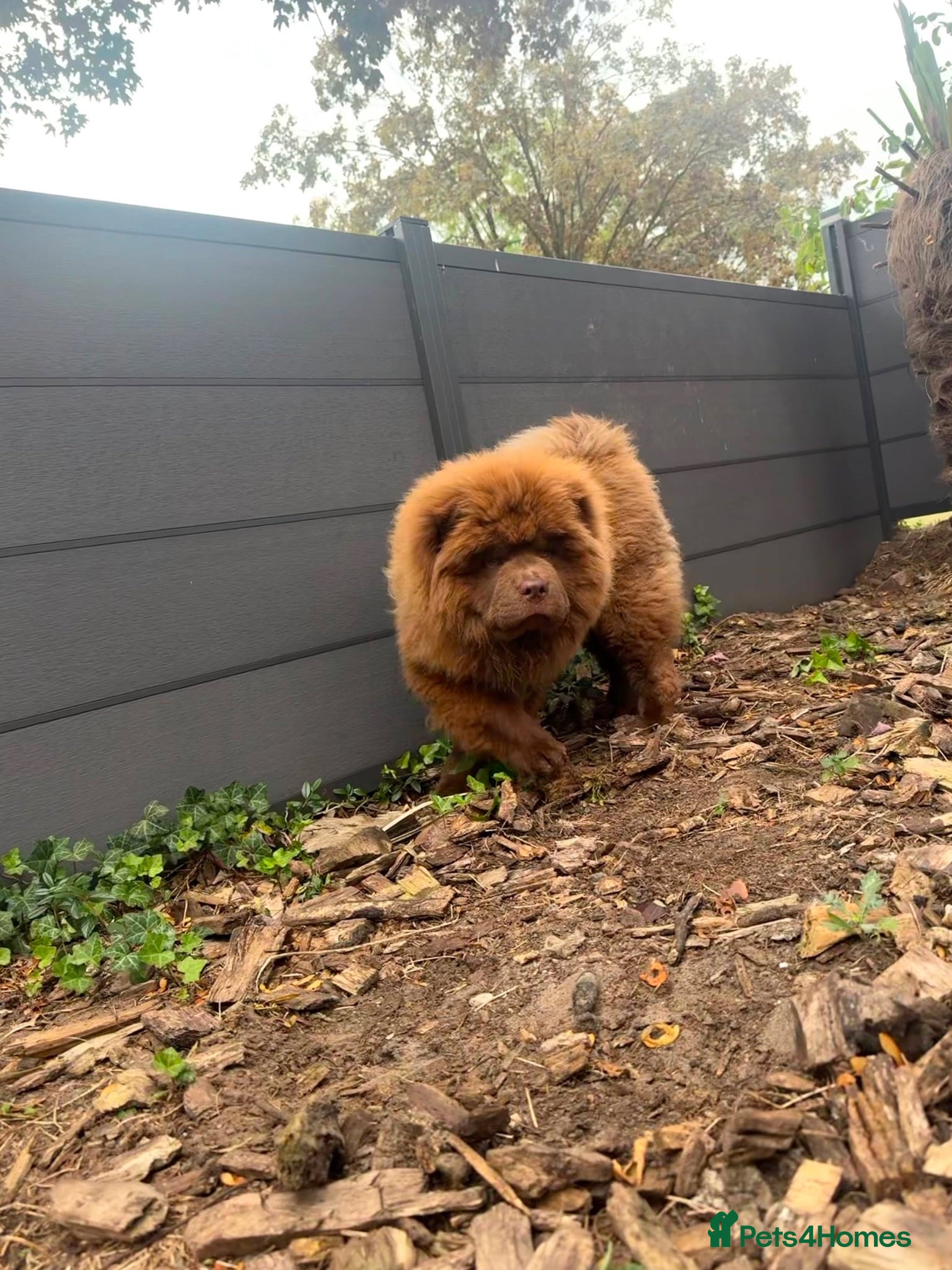 Chow Chow dogs Chocolate male - Advert 16