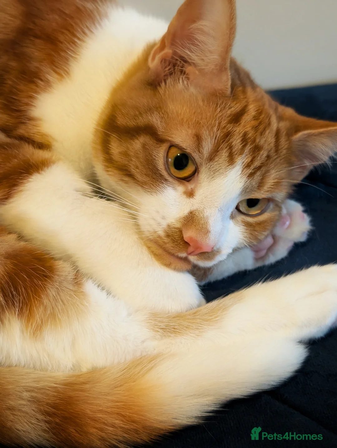 Mixed Breed cats for sale: Heartbreakingly Reluctant Sale -Beautiful Brothers - Advert 7