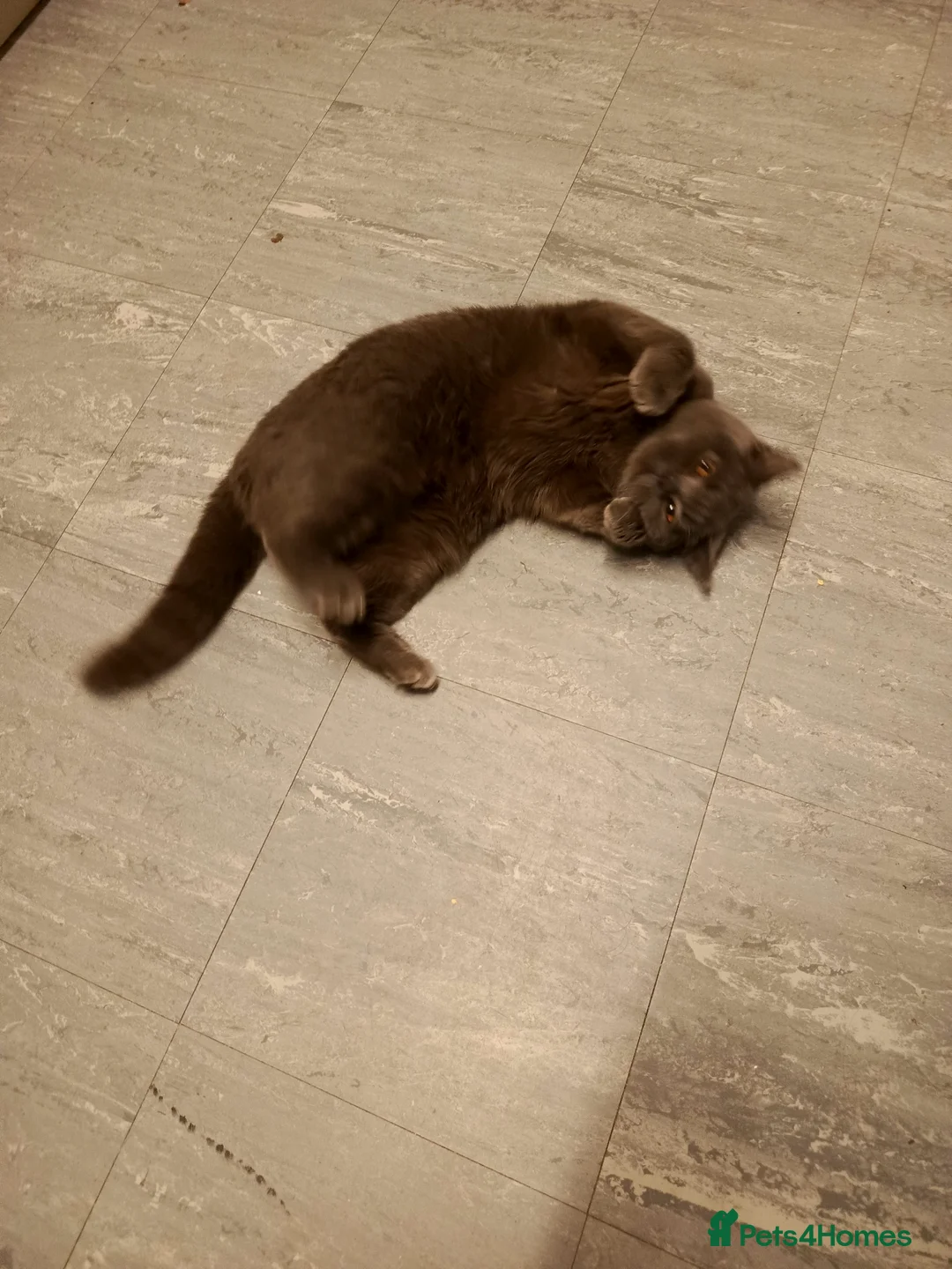 British Shorthair cats for sale: Pure British shorthair female - Advert 9