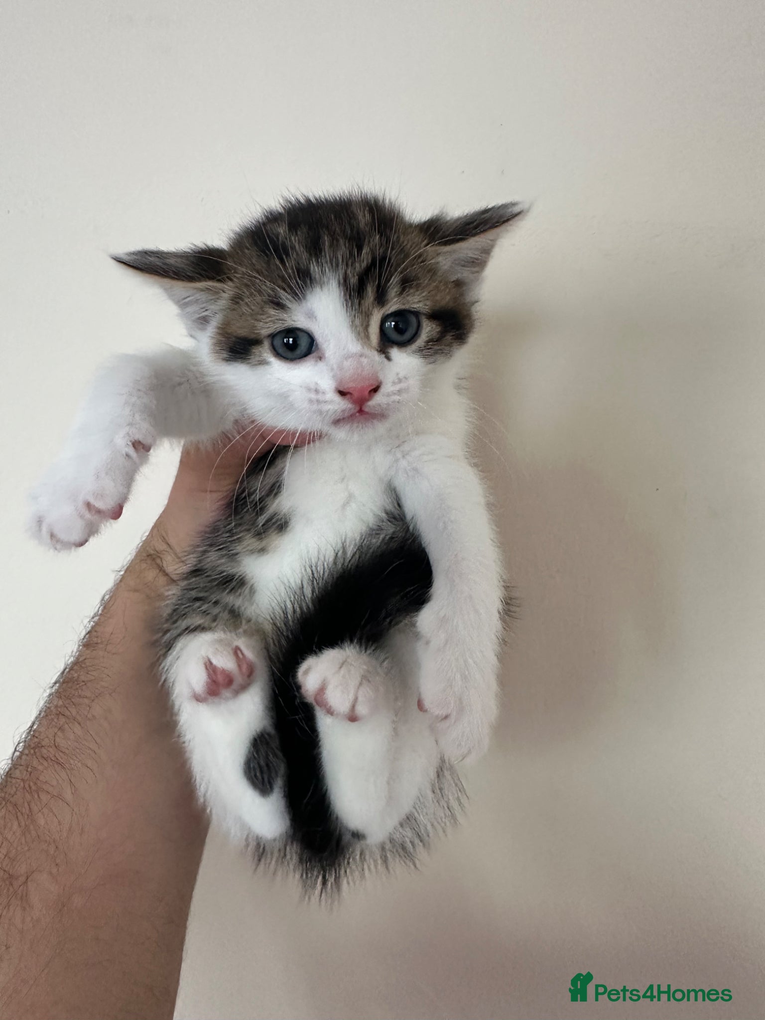 Mixed Breed cats for sale: Half British Short Hair Kittens in Luton - Advert 2