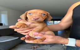 Dachshund dogs for sale: Miniature Dachshund Litter - Image 13