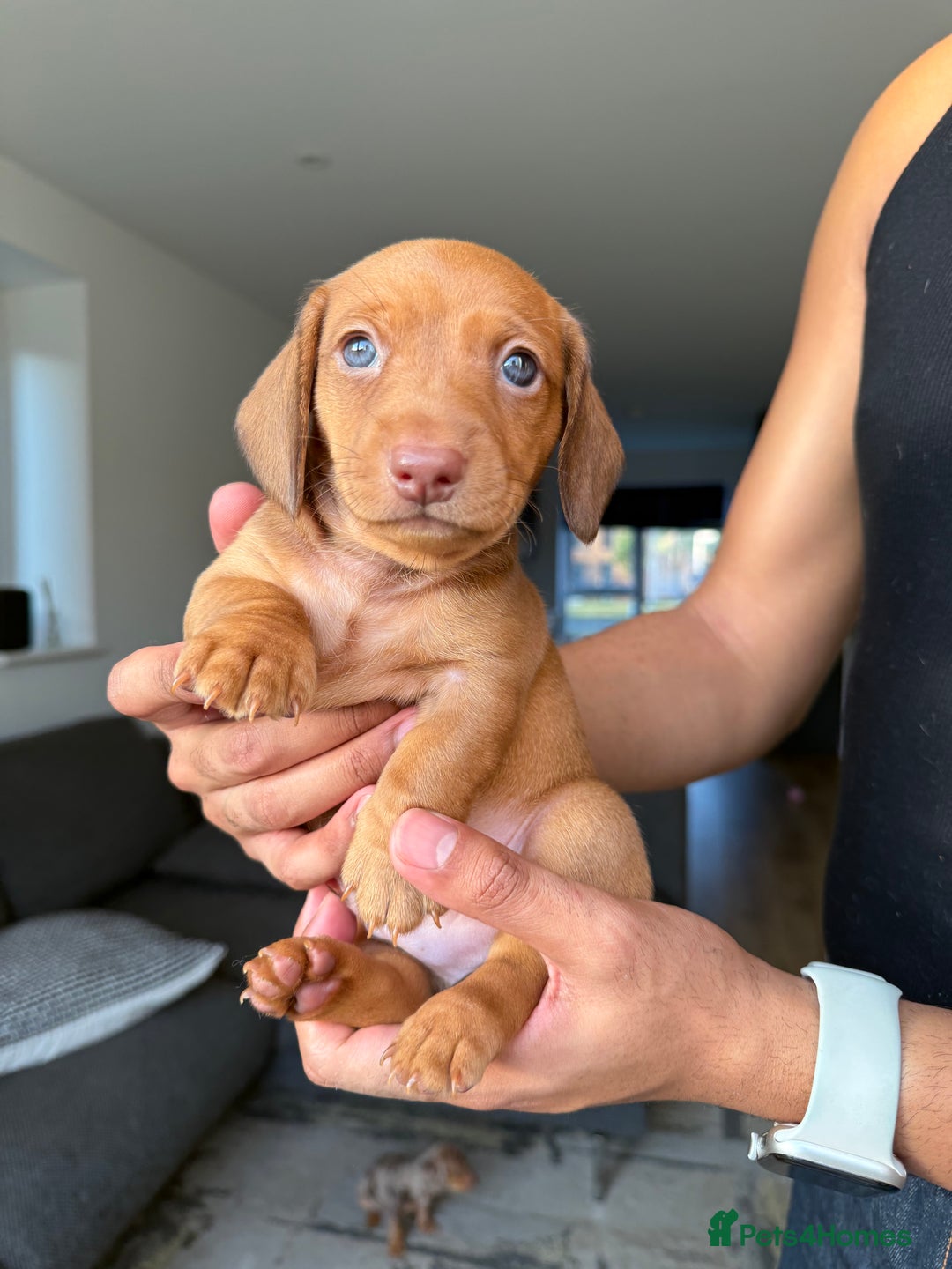 Dachshund dogs for sale: Miniature Dachshund Litter - Image 13
