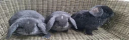 Mini Lop rabbits for sale: Bundle of fluffs ready to be reserved - Advert 11