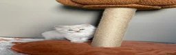 British Shorthair cats for sale: 🤍✨Exceptional GCCF Registered BSH&BLH Kittens  - Advert 10