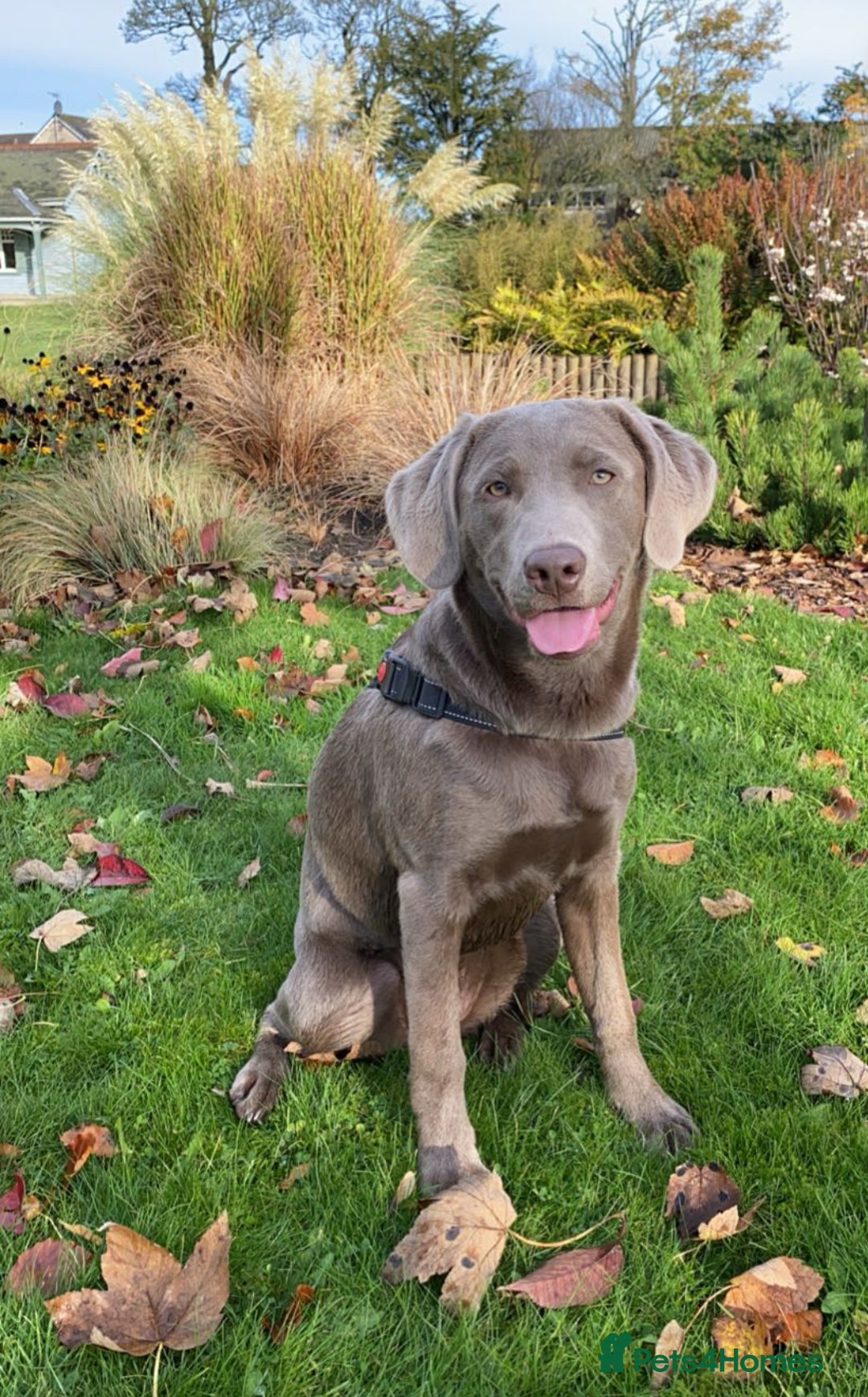 Labrador Retriever dogs for sale: Silver Labrador pups  - Advert 4
