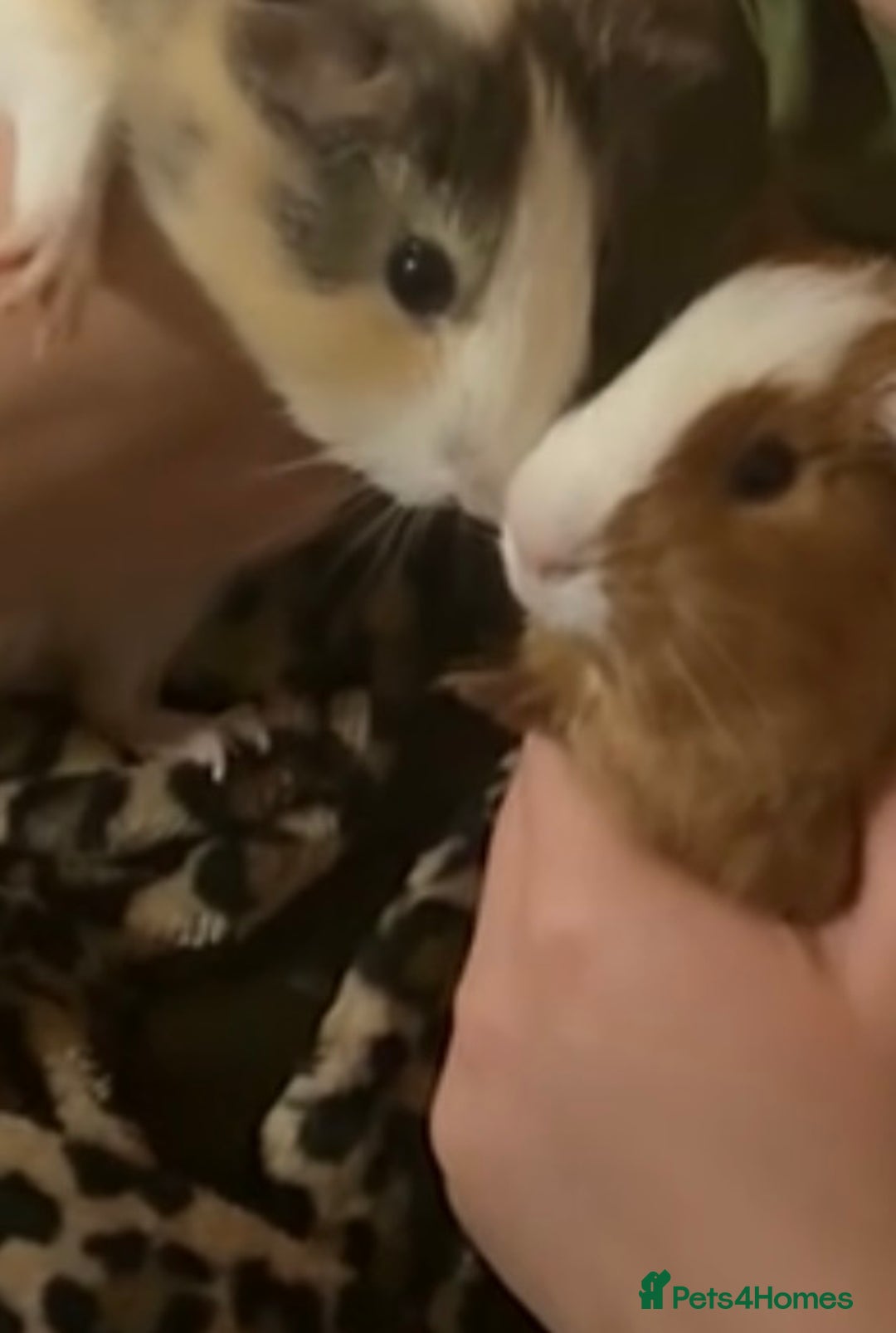 Guinea Pig rodents for sale: Two bonded male guinea pigs for sale - Image 3