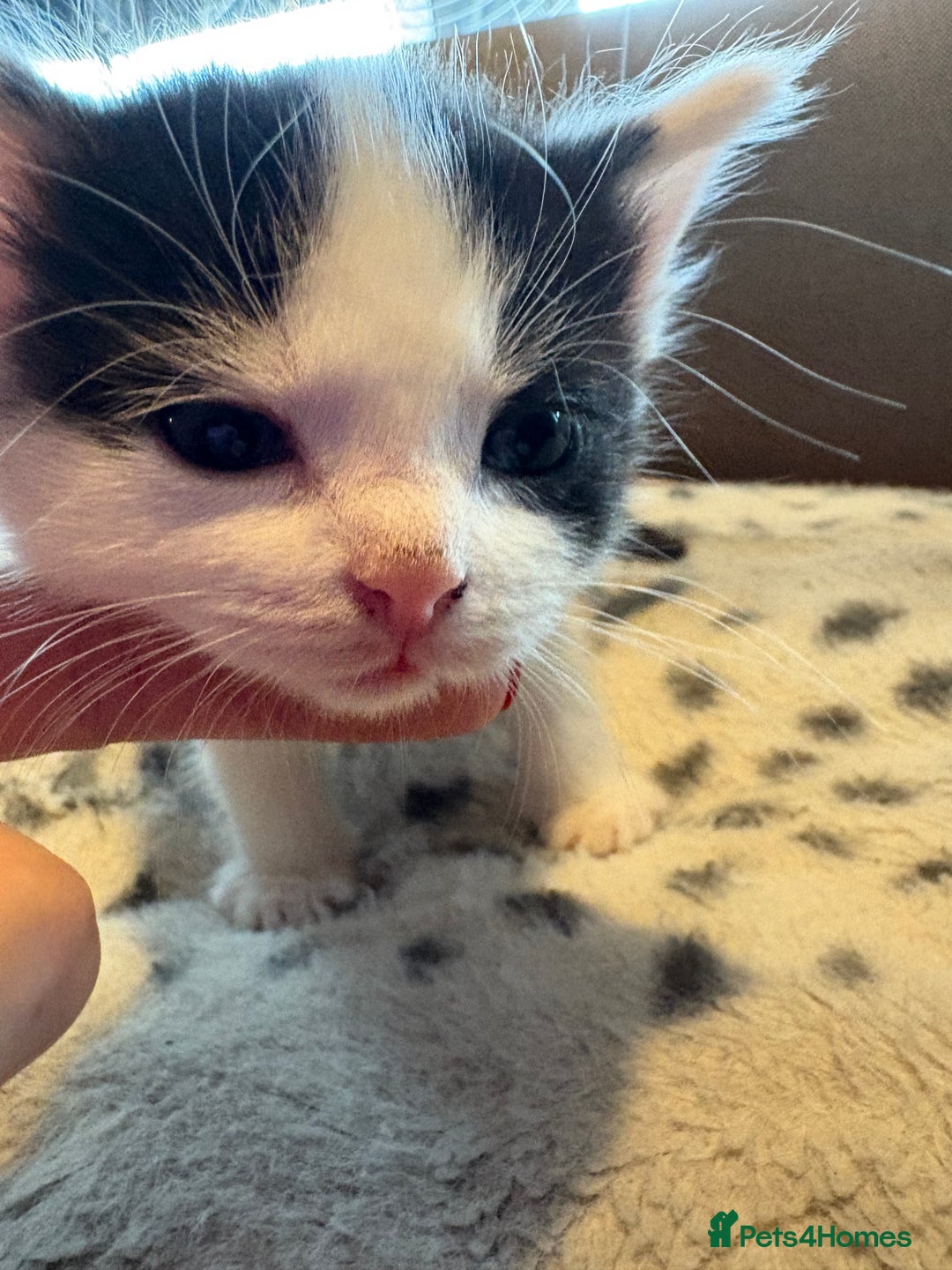 Mixed Breed cats for sale: Kittens for sale  - Image 16