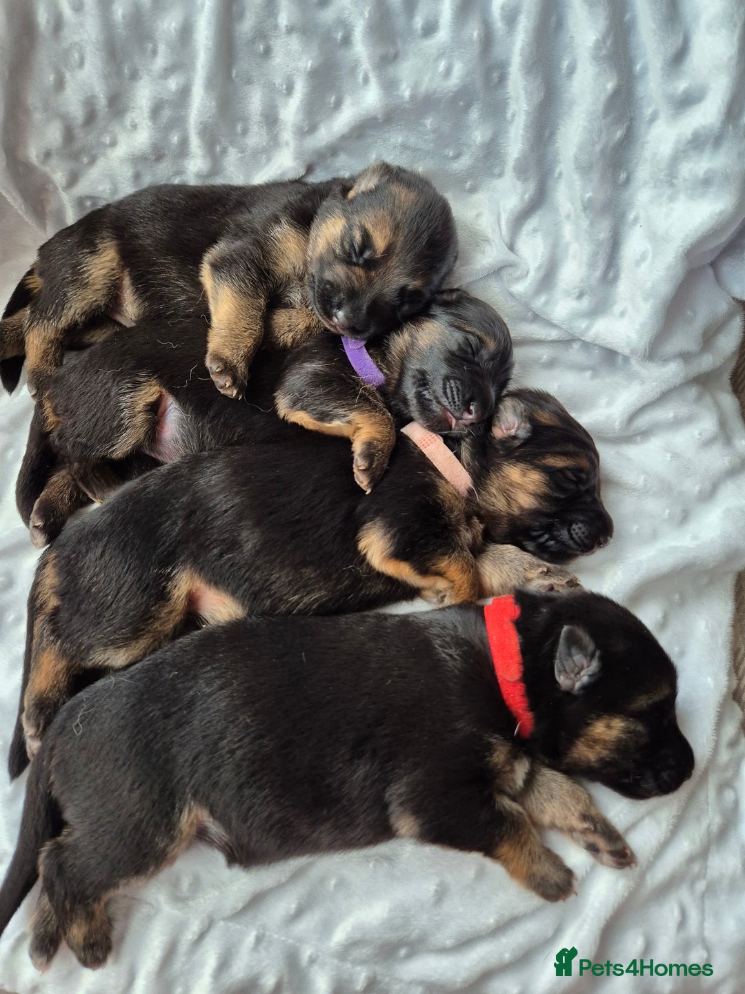 German Shepherd dogs for sale: German Shepherd  - Image 6