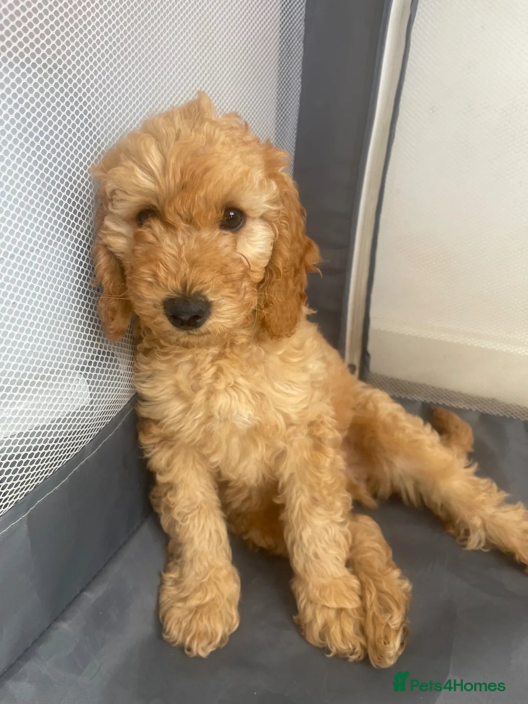 Cockapoo dogs for sale: Toy Cockapoo puppies in Milton Keynes - Advert 2