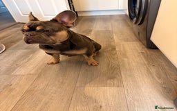 French Bulldog dogs for sale: Male French bulldog - Image 6