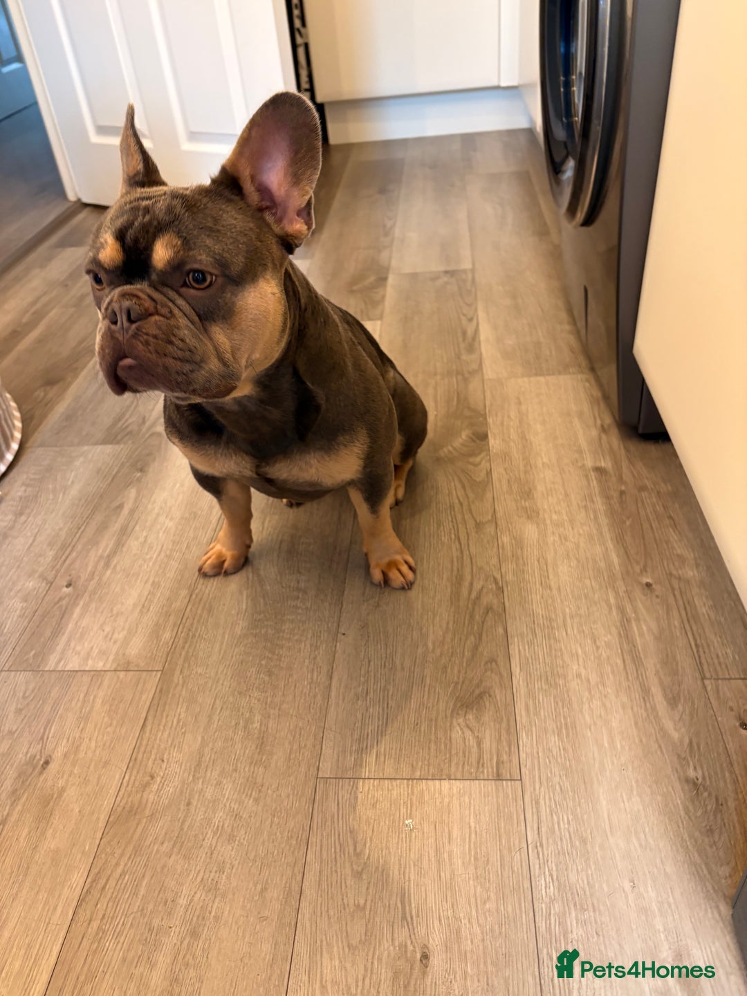 French Bulldog dogs for sale: Male French bulldog - Image 6