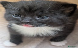 Mixed Breed cats for sale: 2 Sisters 1 Tabby and 1 Tuxedo Persian Mix - Image 26
