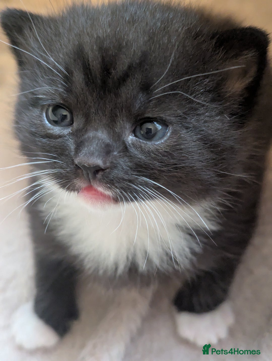 Mixed Breed cats for sale: 2 Sisters 1 Tabby and 1 Tuxedo Persian Mix - Image 26
