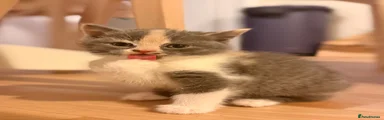 British Shorthair Kitten 2