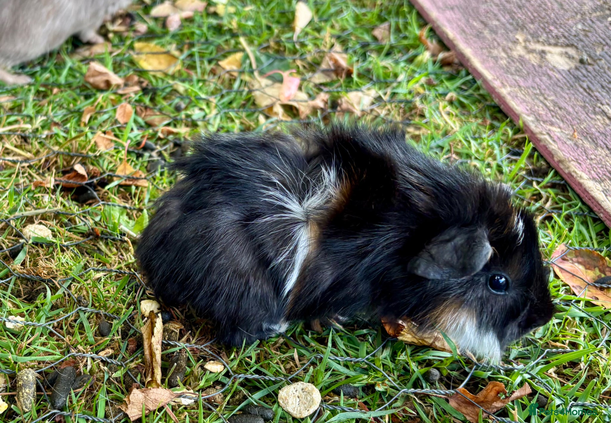 Guinea Pig rodents for sale: Baby Guinea Pigs for sale  - Advert 3