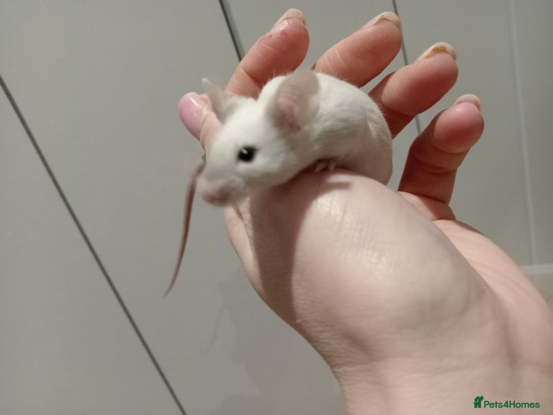 Mouse rodents for sale: Male fancy mice ready now - Advert 2