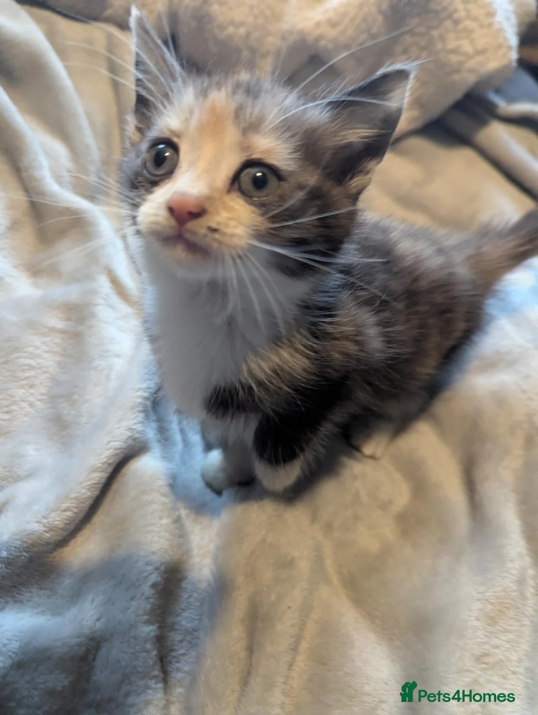Persian cats for sale: Persian x kittens  - Advert 2