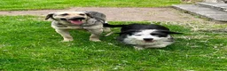 Mixed Breed dogs for adoption: SWEET OSCAR READY FOR HIS FOREVER FAMILY - Advert 11