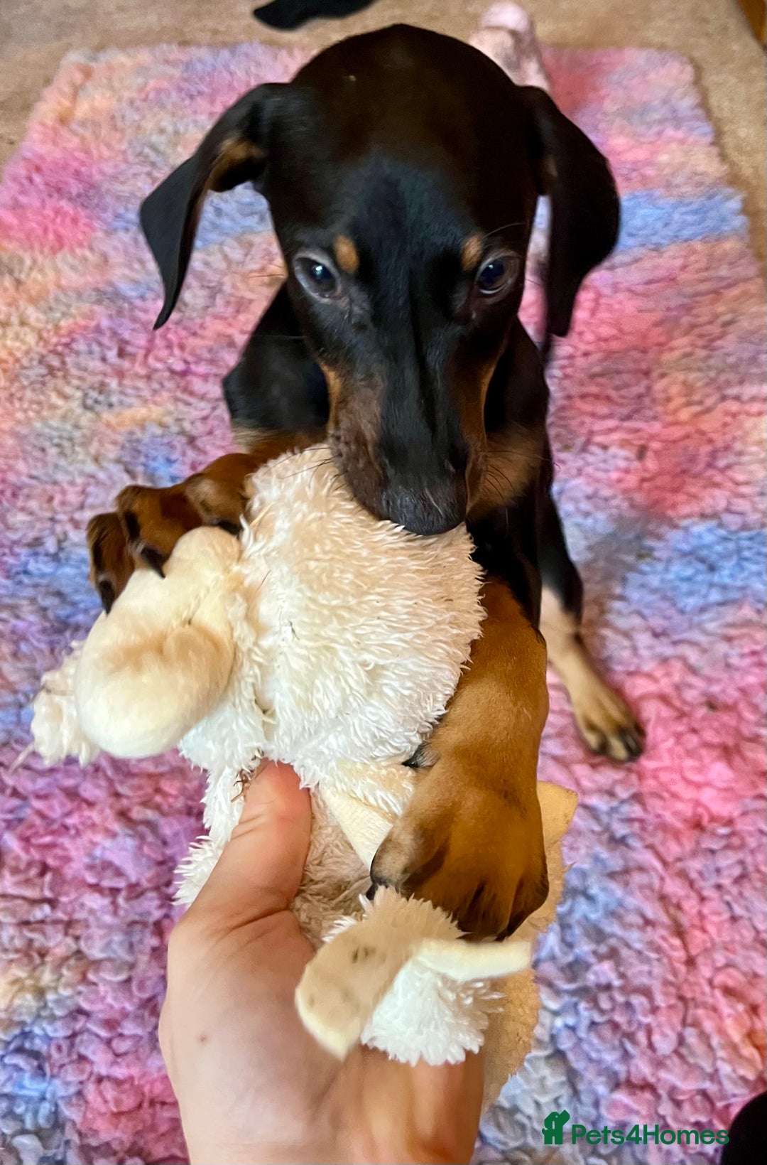 Dobermann dogs for sale: KC health tested Doberman puppies - Advert 3