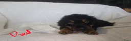 Rottweiler dogs for sale: Rottweiler puppies  READY TO GO  in Newcastle upon Tyne - Advert 7