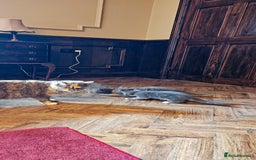 Maine Coon cats for sale: 3 lovely Grey Maine Coon cross kittens - Image 6