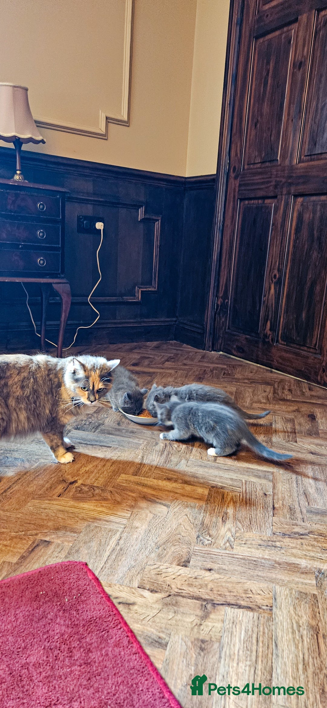 Maine Coon cats for sale: 3 lovely Grey Maine Coon cross kittens - Image 6