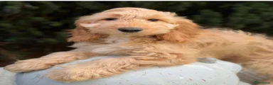 Cockapoo 1