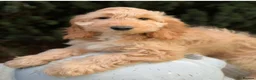 Cockapoo dogs for sale: Is this your new family member  - Advert 13