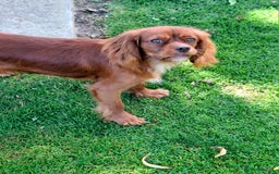 Cavalier King Charles Spaniel dogs for sale: Kc reg chocolate health tested parents  in Holyhead - Image 4