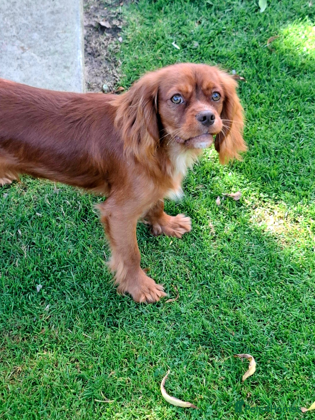 Cavalier King Charles Spaniel dogs for sale: Kc reg chocolate health tested parents  in Holyhead - Image 4
