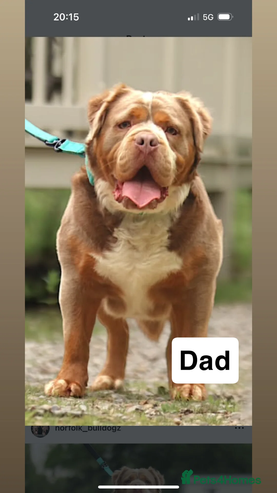 Olde English Bulldogge dogs for sale: Olde english ‘mammut’ bulldog  - Advert 6