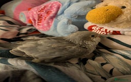 Parakeets birds for sale: Baby Quaker parrots boys and girls available  - Image 4