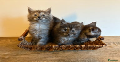 Maine Coon cats - Advert 15