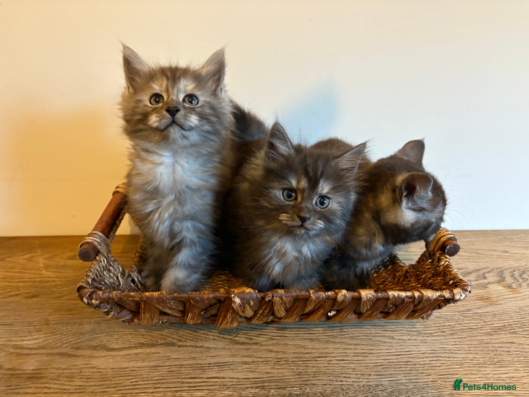 Maine Coon cats for sale: 🐾 Russian Maine Coon Kittens – TICA Registered 🐾 - Image 2