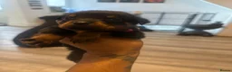 Rottweiler dogs for sale: 10 Rottweilers 6 boys 4 girls  - Advert 9