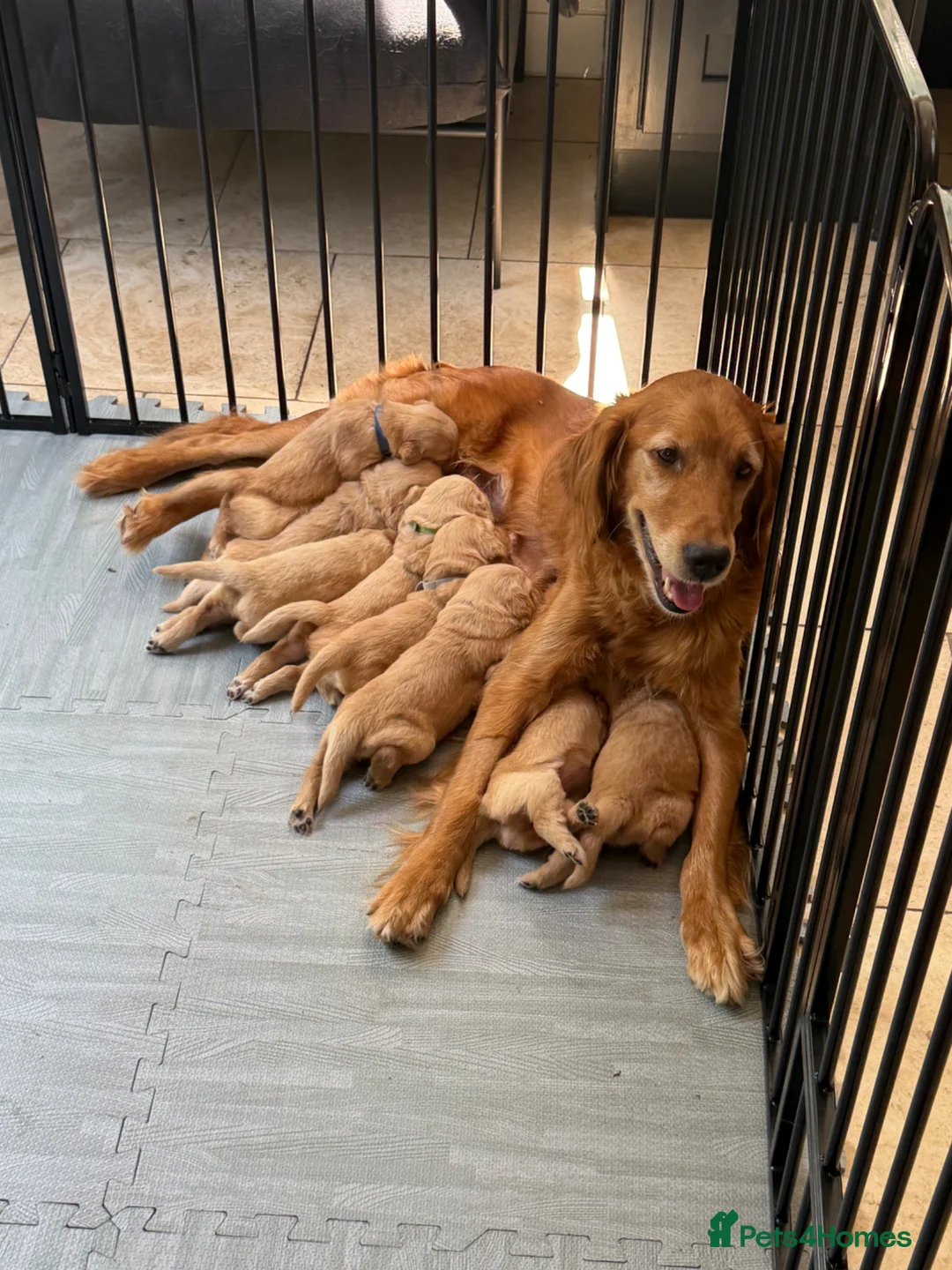Golden Retriever dogs for sale: Golden Retriever puppies available July - Advert 1