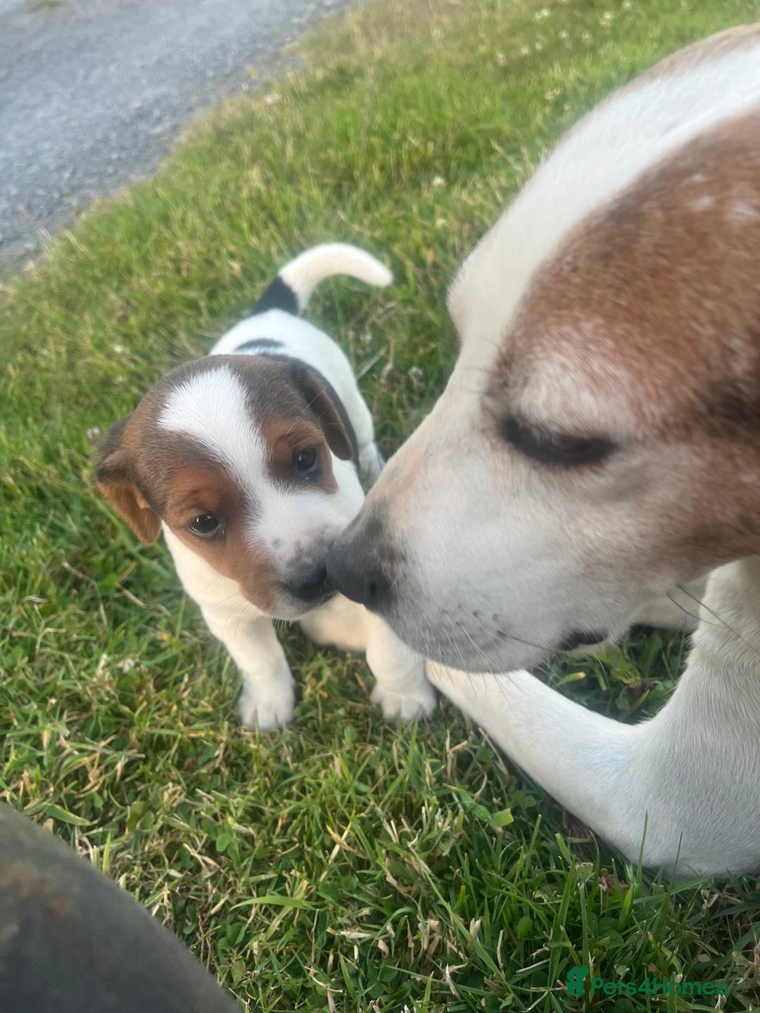 Mixed Breed dogs for sale: Beautiful beagle cross puppies - Image 11