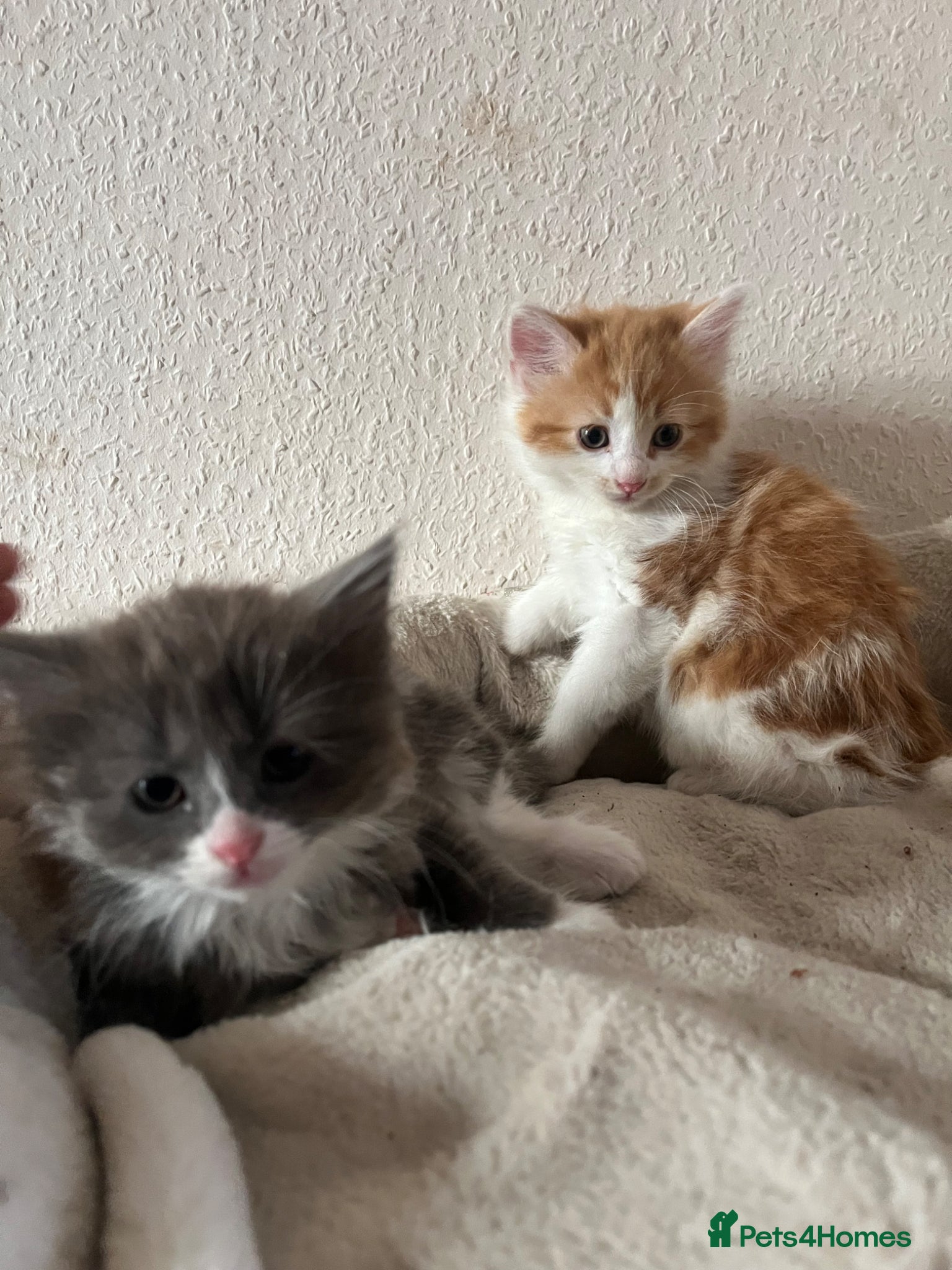 British Longhair cats Kittens  - Advert 1