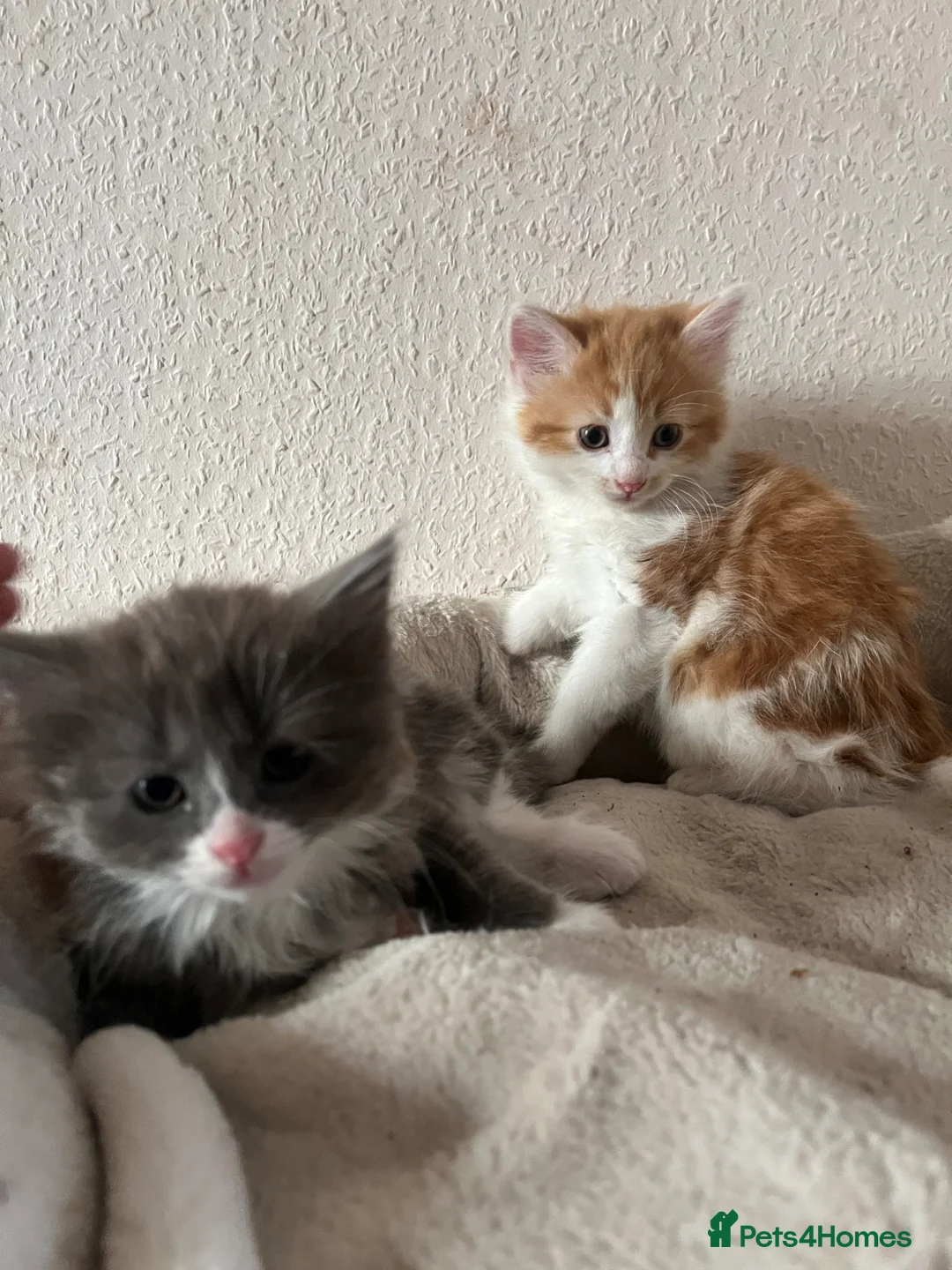 British Longhair cats for sale: Kittens  in Hayes - Advert 1