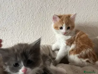 British Longhair cats Kittens - Advert 7