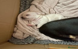 Chihuahua dogs for sale: KC Chihuahuas 🇬🇧 bloodlines 🌟🌟🌟🌟🌟 - Image 16