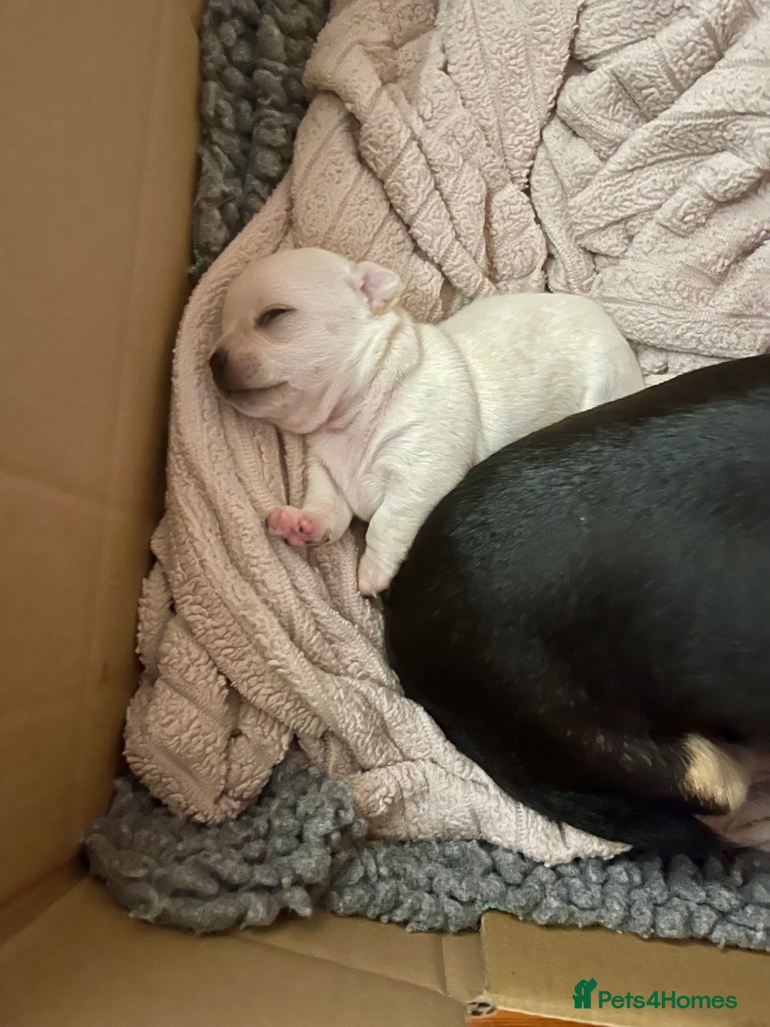 Chihuahua dogs for sale: KC Chihuahuas 🇬🇧 bloodlines 🌟🌟🌟🌟🌟 - Image 16